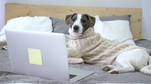 Cute Dog Using Laptop While Resting On Bed In Cozy Knitted Sweater - Fotografie, Obrázek