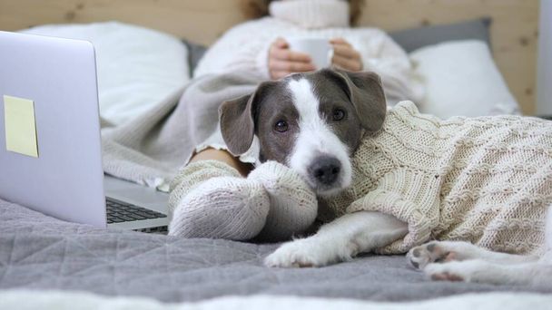Woman With Laptop And Cup Lying On Bed With Dog In Knitted Sweater - Fotoğraf, Görsel