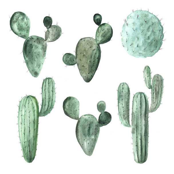 Watercolor hand painted exotic green cactus - 写真・画像