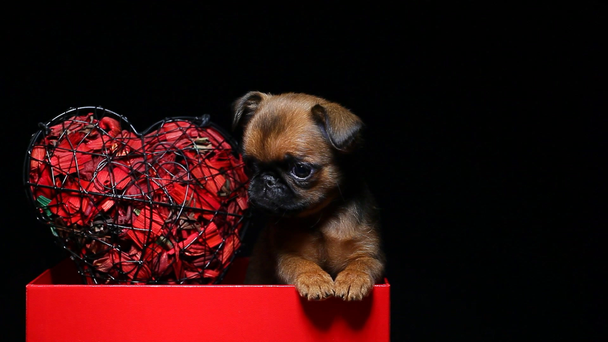 puppy paper box dark background hd footage  - Footage, Video