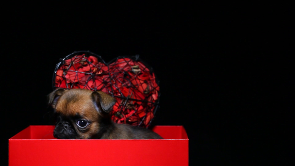 cachorro caixa de papel fundo escuro hd imagens
  - Filmagem, Vídeo