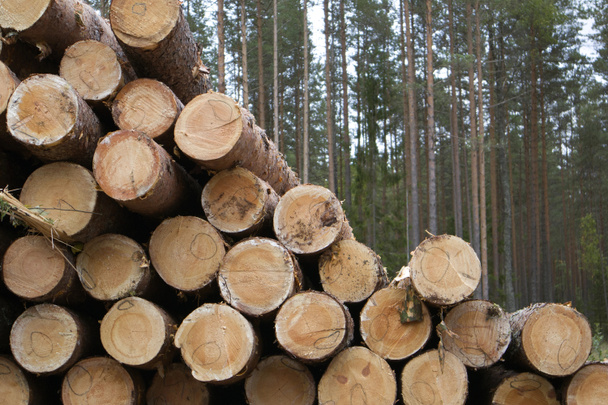 Лісова кромка з лісопилкою, стопки з соснових колод проти соснового лісу
 - Фото, зображення