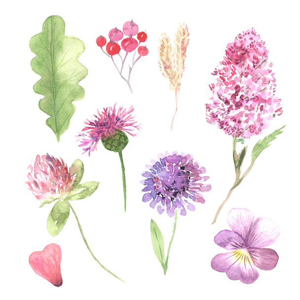 Watercolor hand painted wildflowers, field plants - Zdjęcie, obraz