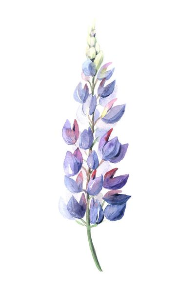 Watercolor hand painted wildflowers lupin - Foto, imagen