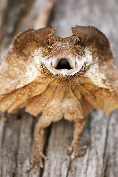 Frilled-neck Lizard - Photo, Image