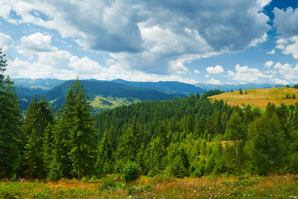 prachtig zomers landschap, sparren op heuvels, bewolkte lucht en wilde bloemen - reisbestemming schilderachtige, karpaten bergen - Foto, afbeelding