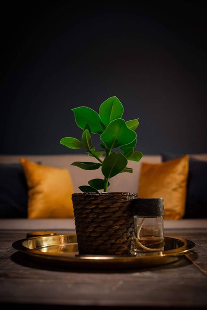 Vertical shot of a plant in a tray on a living room table - Foto, immagini