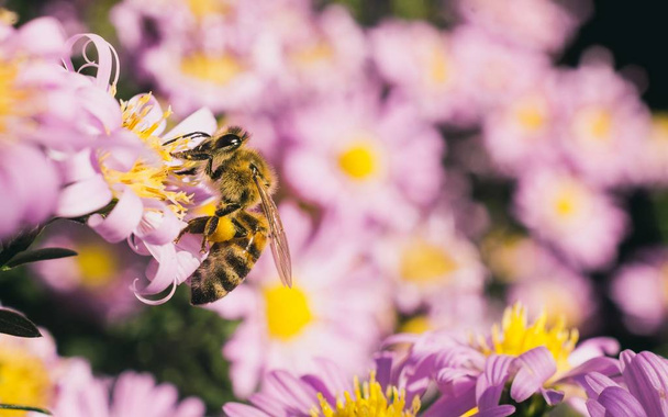 Tiro de foco seletivo de uma abelha comendo o néctar das pequenas flores rosa aster
 - Foto, Imagem