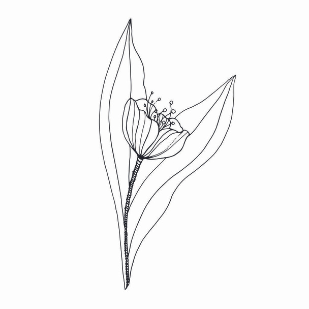 black line tulip illustration isolated on white. Coloring page for children and adult - Photo, Image
