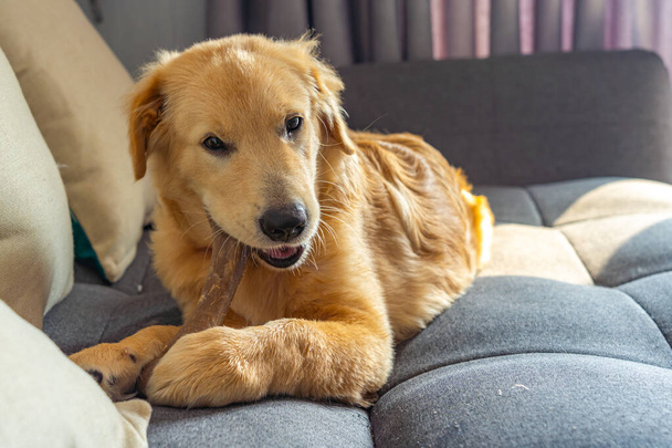 Beautiful golden retriever chewing his tasty rawhide bone on sofa - Photo, Image