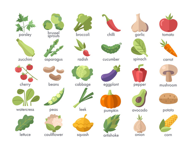 Large set of named colorful vegetables on white - Vektor, obrázek