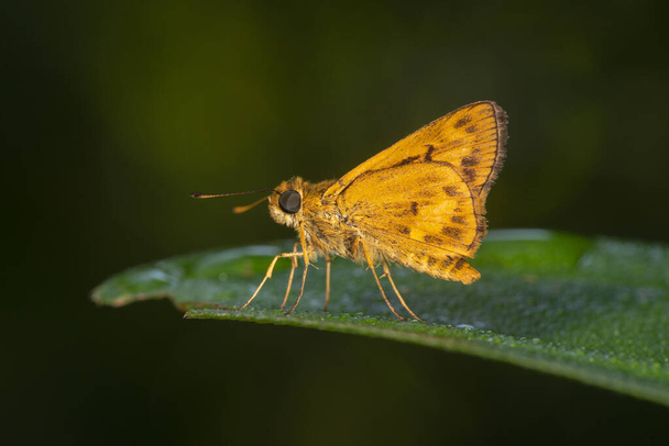 Oriens Sp, vlinder, Garo heuvels, Meghalaya - Foto, afbeelding
