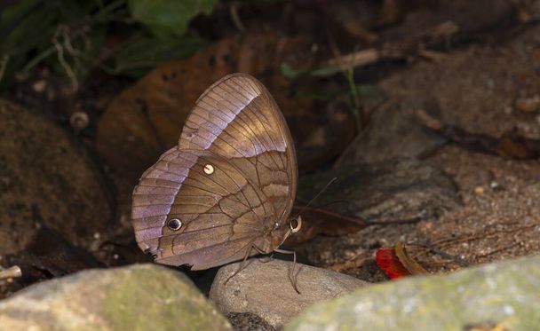 Jungle Glory πεταλούδα, δίοδοι Thaumantis, Garo λόφους, Meghalaya - Φωτογραφία, εικόνα