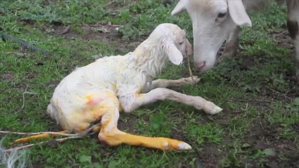 very close up of a natural birth of a white lamb on the farm assisted by the shepherd - Metraje, vídeo