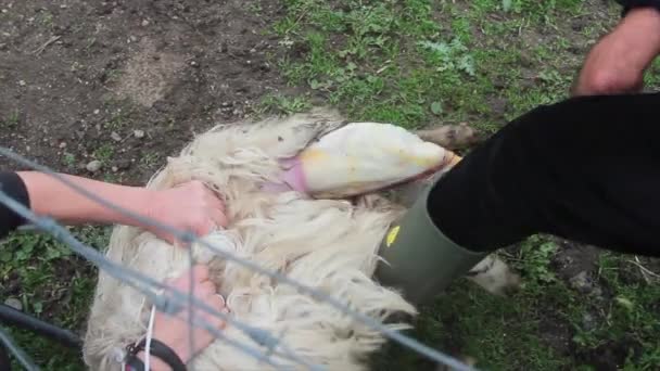 super natural birth of a white lamb on the farm assisted by the shepherd - Video, Çekim