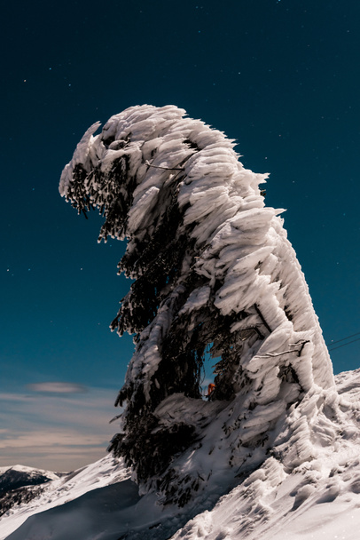 pine tree covered with snow on mountain against dark sky in evening - Photo, Image
