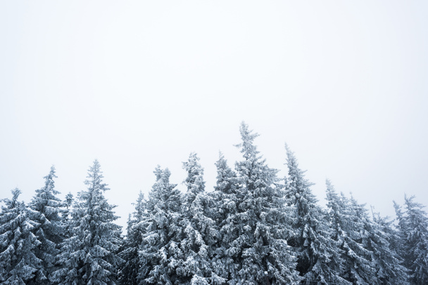 Niedriger Winkel Blick auf Kiefern mit Schnee bedeckt auf weißem Himmel Hintergrund - Foto, Bild