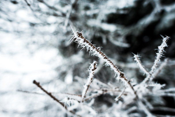 close up view of branches of tree covered with ice in winter - Fotó, kép