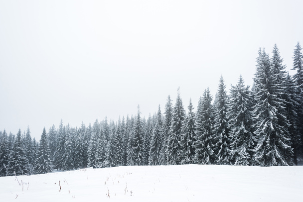 pine trees forest covered with snow on white sky background - Foto, imagen
