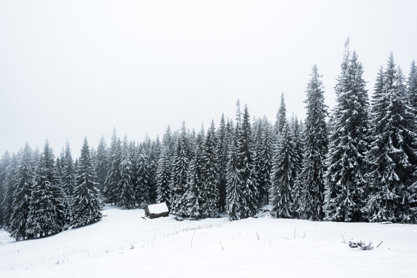 talo lähellä mäntyjä metsä peitetty lumella mäellä valkoinen taivas taustalla
 - Valokuva, kuva
