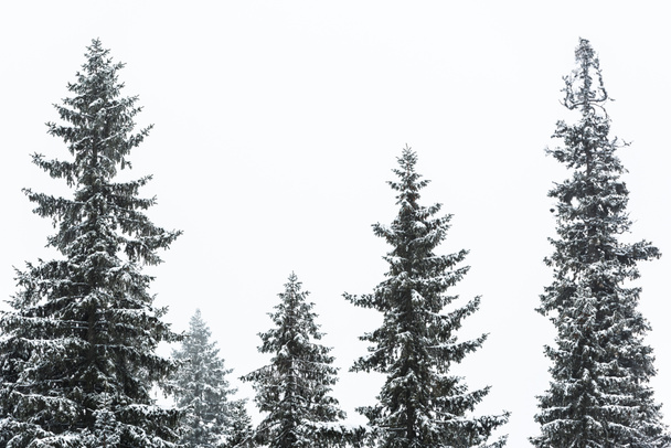 pine trees covered with snow on white sky background - Foto, afbeelding