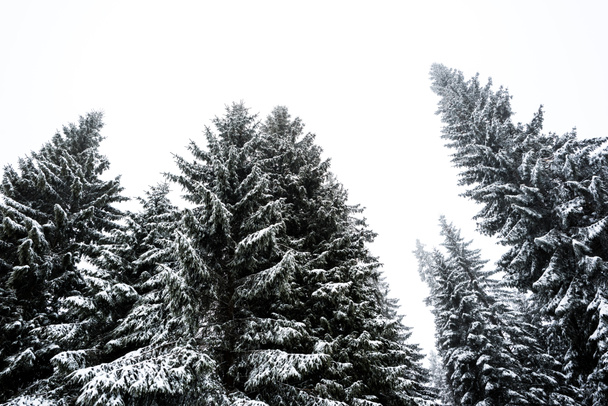 low angle view of pine trees covered with snow on white sky background - Zdjęcie, obraz