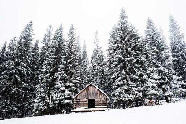 vanha puutalo lähellä mäntyjä metsä peitetty lumella mäellä valkoinen taivas taustalla
 - Valokuva, kuva