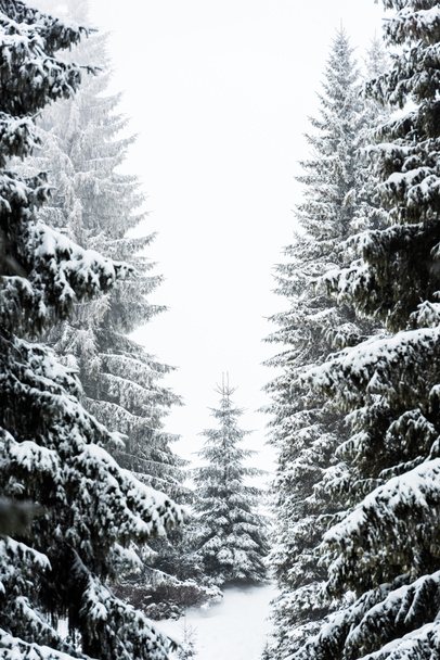 pine trees covered with snow on white sky background - Фото, зображення