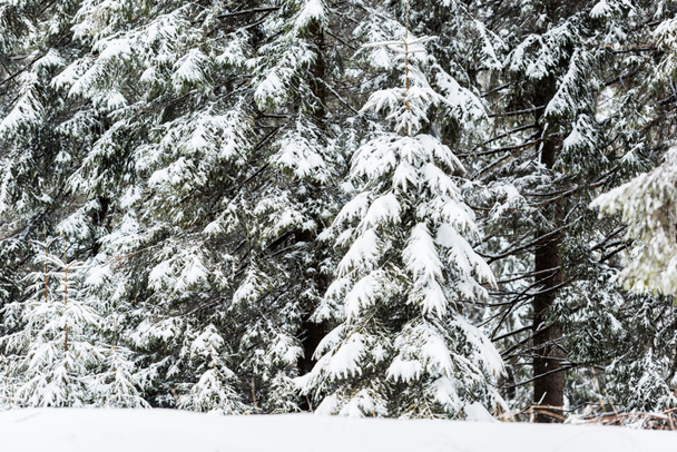 Pinos cubiertos de nieve en el bosque invernal - Foto, imagen