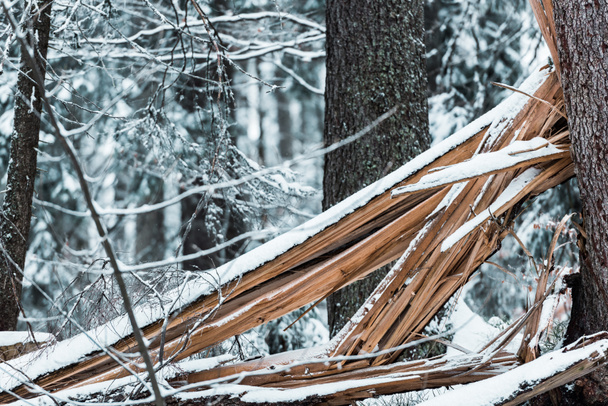 Kışın karla kaplı ormandaki tahtalar. - Fotoğraf, Görsel