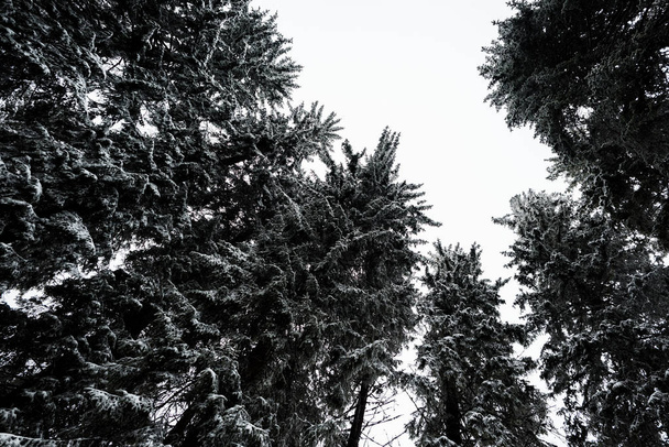 bottom view of pine trees covered with snow with white pure sky on background - 写真・画像
