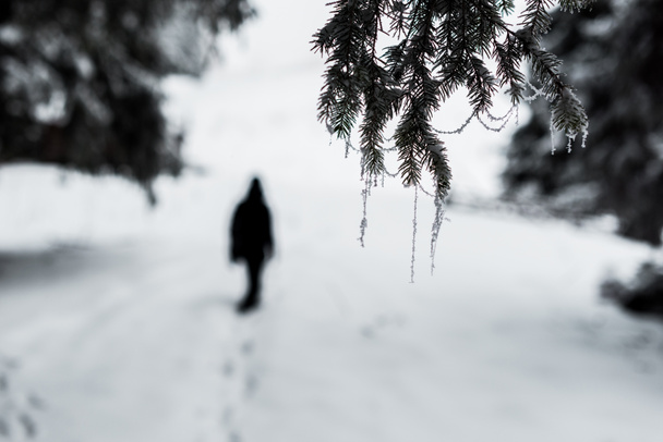 foyer sélectif des branches d'épinette congelées recouvertes de givre et silhouette du voyageur
 - Photo, image