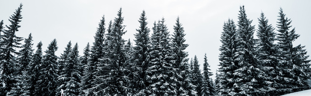 panoramisch uitzicht op dennenbos met hoge bomen bedekt met sneeuw op de heuvel, panoramisch schot - Foto, afbeelding