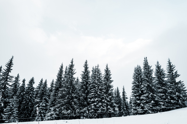 scenic view of pine forest with tall trees covered with snow on hill - Photo, Image