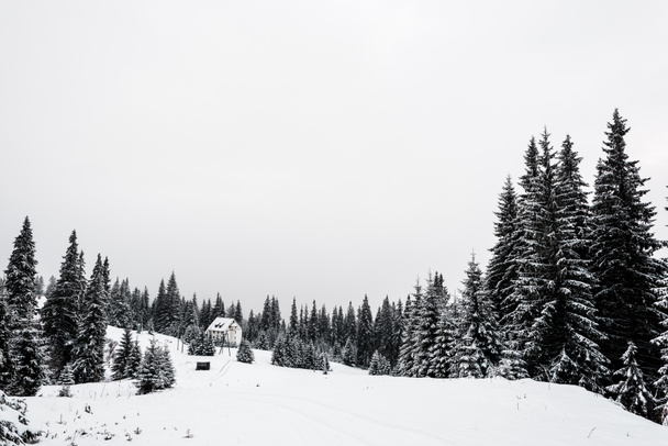 small house in snowy mountains with pine forest - Zdjęcie, obraz
