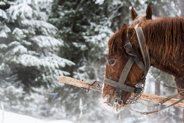 лошади с лошадиной упряжкой в снежных горах с соснами
 - Фото, изображение