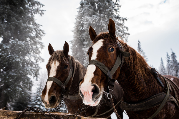 άλογα με ιπποσκευή σε χιονισμένα βουνά με πεύκα - Φωτογραφία, εικόνα