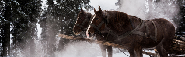 horses with horse harness in snowy mountains with pine trees, panoramic shot - Photo, Image