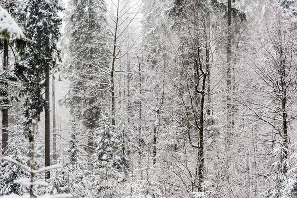 luonnonkaunis näkymä mäntymetsän korkeita puita peitetty lumella
 - Valokuva, kuva