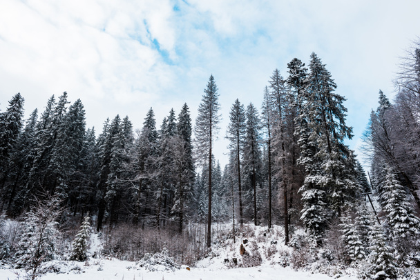 malerischer Blick auf Kiefernwald mit hohen Bäumen, die mit Schnee bedeckt sind - Foto, Bild