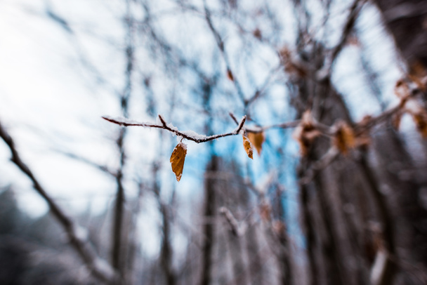 lähikuva kuivan puun oksa lehtiä ja lunta
 - Valokuva, kuva