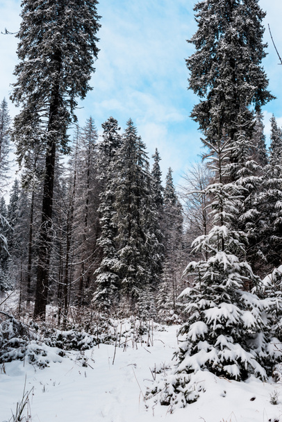 malebný pohled na borový les s vysokými stromy pokrytými sněhem - Fotografie, Obrázek