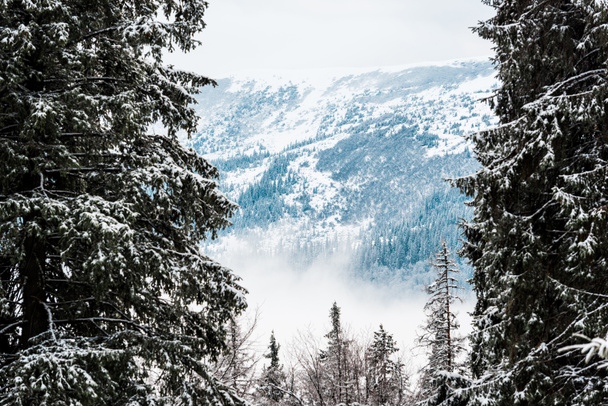 scenic view of snowy mountains with pine trees - Photo, Image