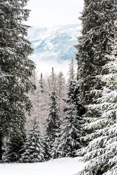 malowniczy widok na zaśnieżone góry z sosnami - Zdjęcie, obraz