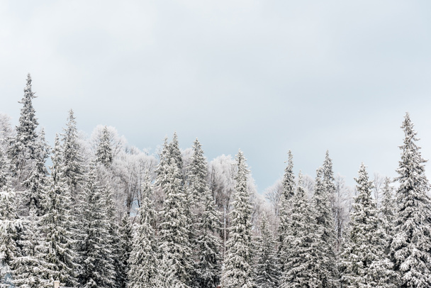 malowniczy widok na śnieżne sosny i białe zachmurzone niebo - Zdjęcie, obraz