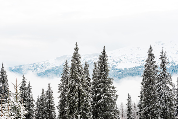 scenic view of snowy mountains with pine trees and white fluffy clouds - Fotoğraf, Görsel