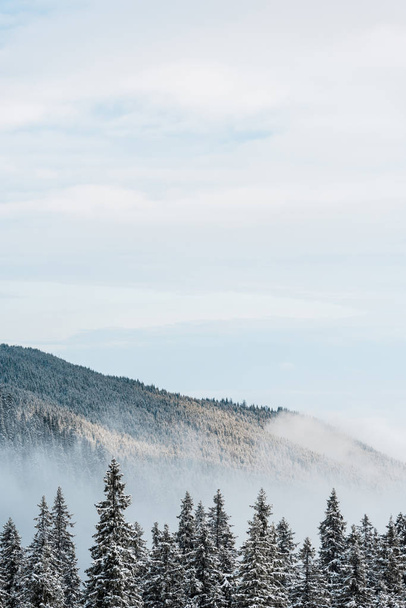 malerischer Blick auf den schneebedeckten Berg mit Kiefern und weißen, flauschigen Wolken - Foto, Bild