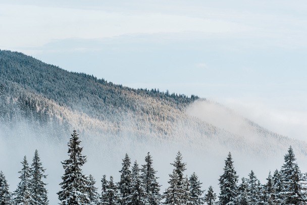 vista panorámica de la montaña nevada con pinos y nubes blancas esponjosas
 - Foto, Imagen