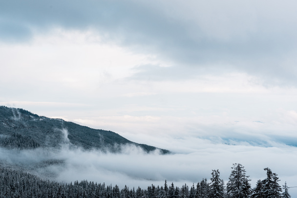 松林と白いふわふわの雲が広がる雪山の絶景 - 写真・画像