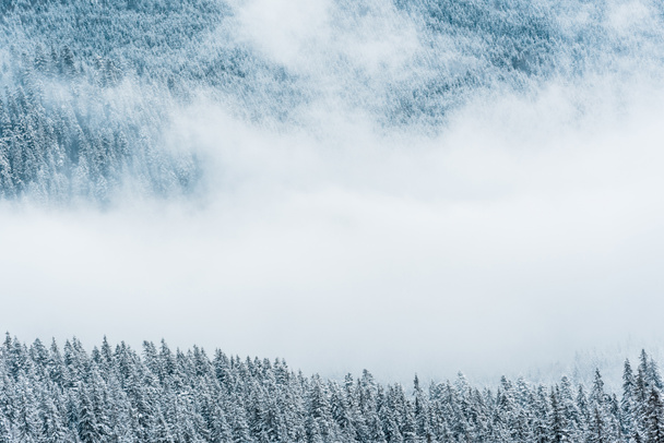 malerischer Blick auf schneebedeckte Kiefern und weiße, flauschige Wolken in den Bergen - Foto, Bild